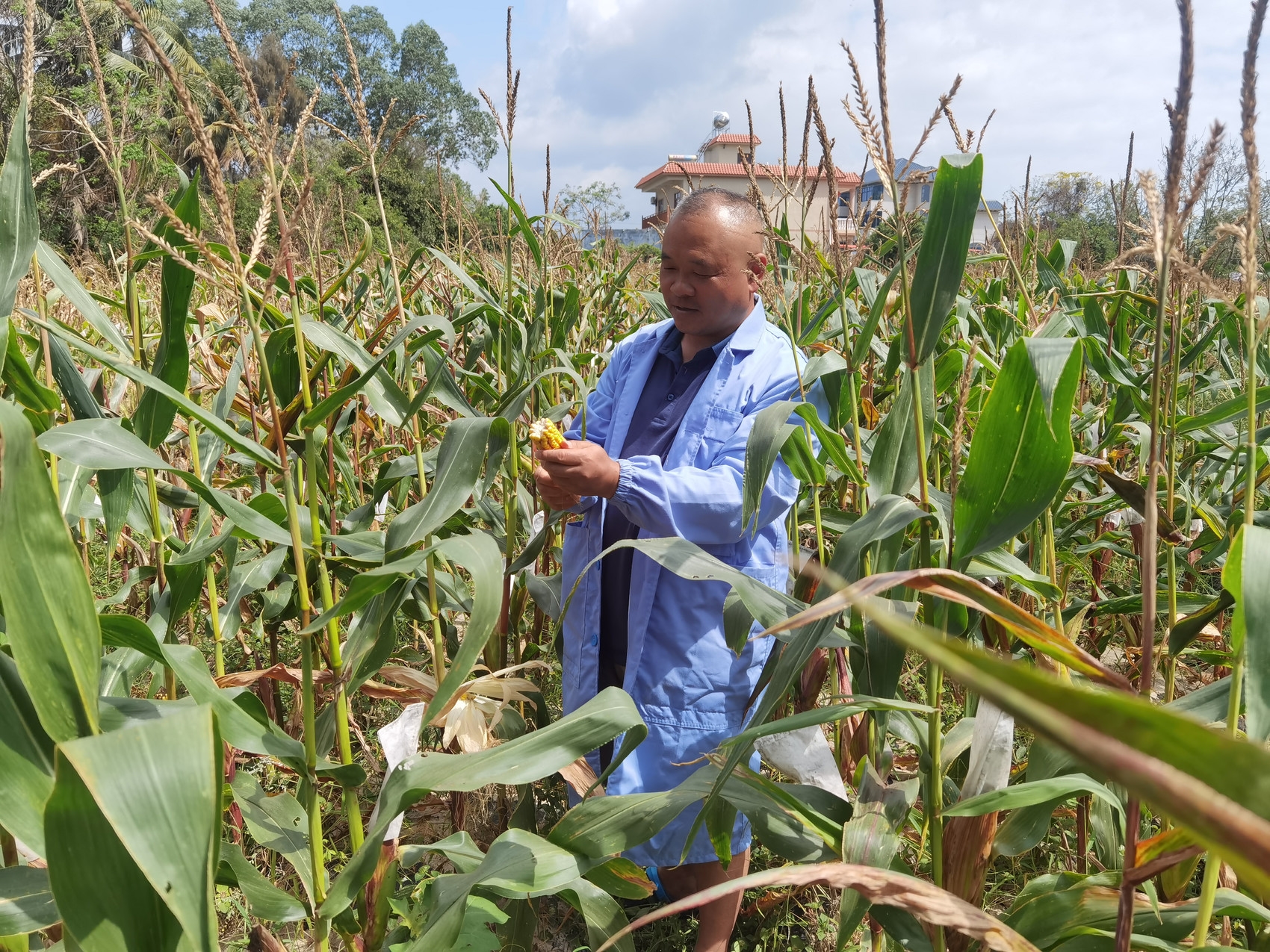 吴钢在采摘收获玉米.杨华勇供图