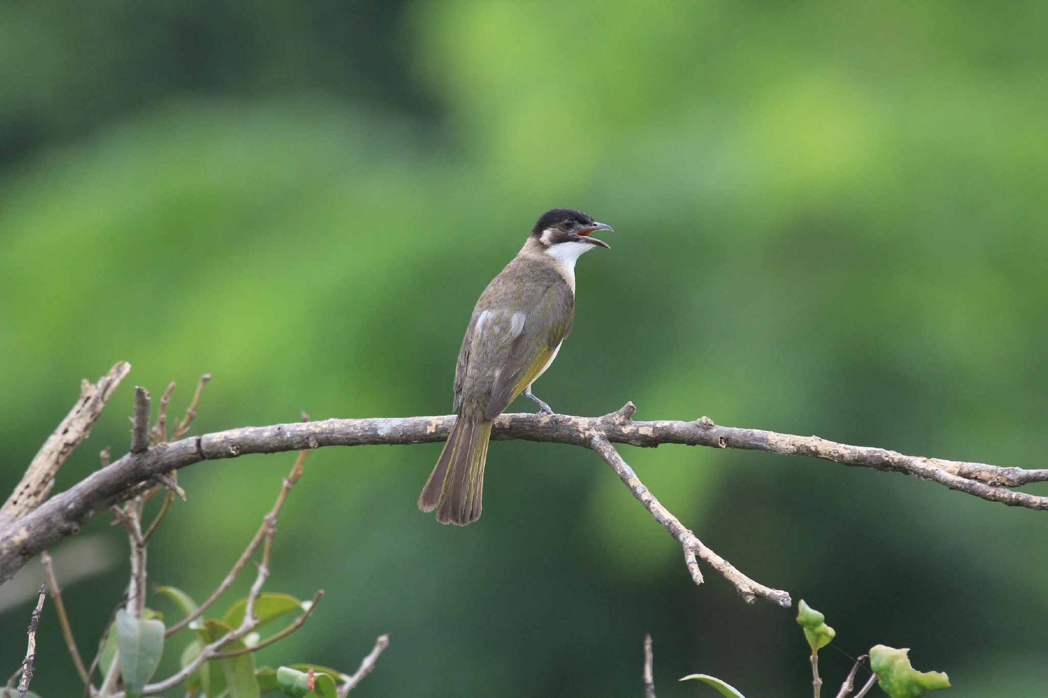 海口可见两个亚种,指名亚种和海南亚种.