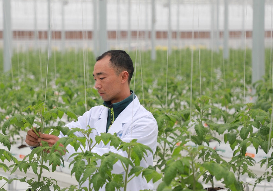 技术员正在智能大棚内工作.高懿 摄