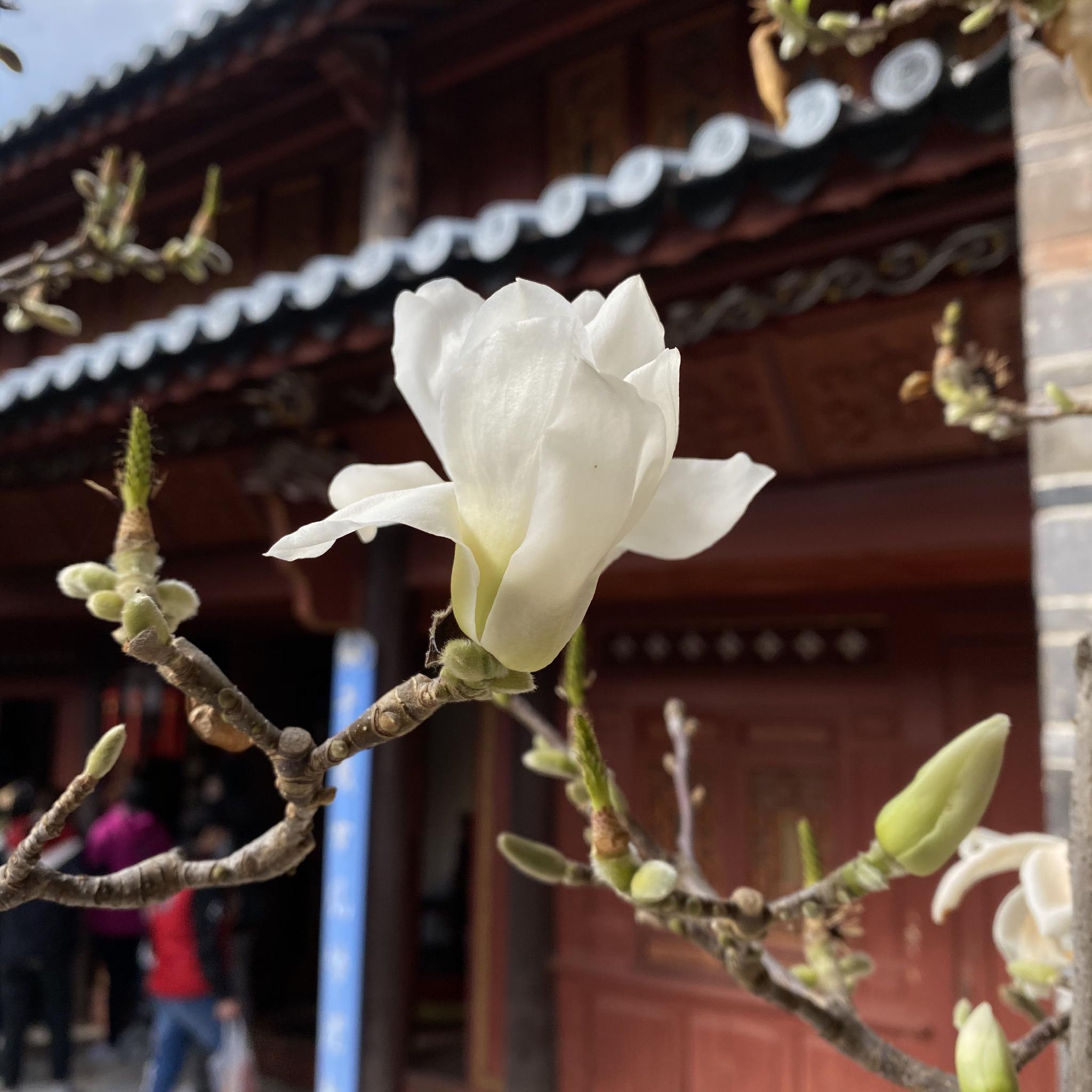 春日赏味地图_手机新浪网