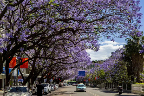 西昌航天路蓝花楹盛开 图/黄伟寿