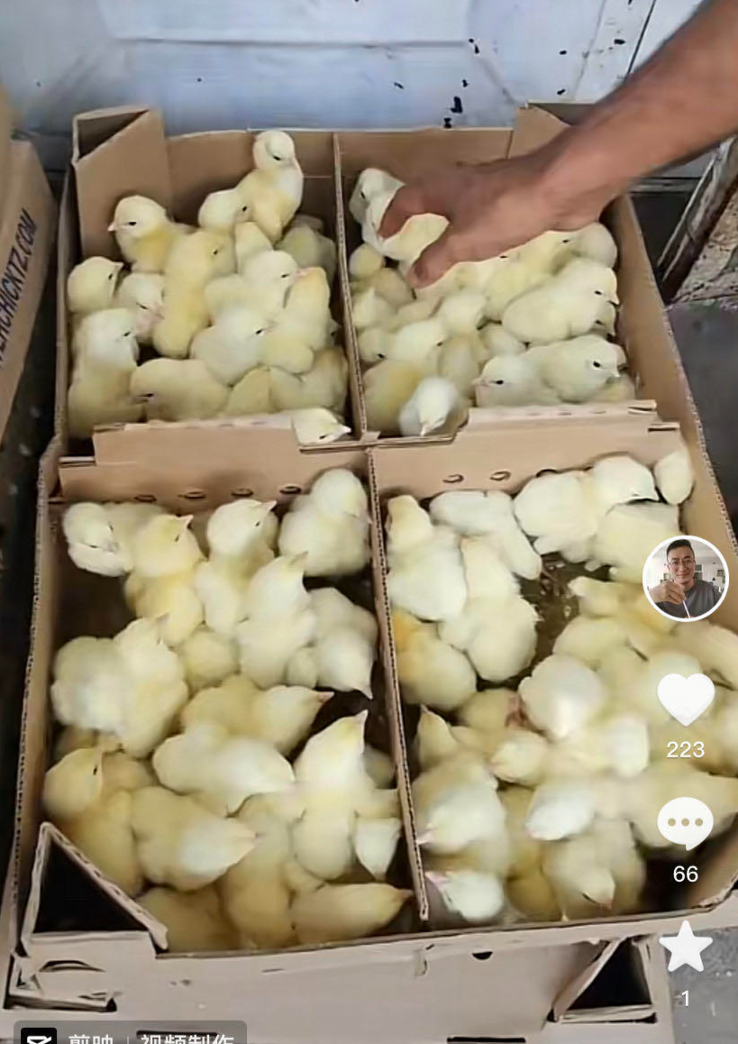 ↑李国强分享养鸡场的工作视频截图