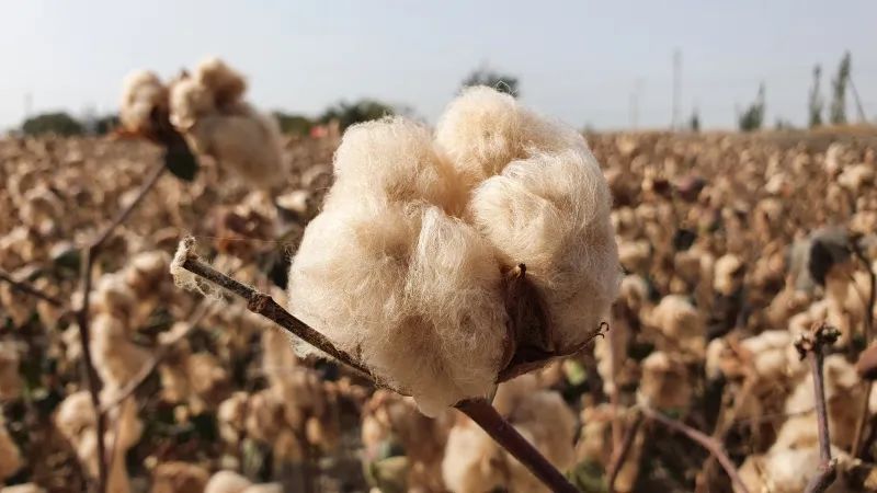 库尔勒市哈拉玉宫乡下多尕村天然彩棉种植基地的彩色棉花(资料图片).