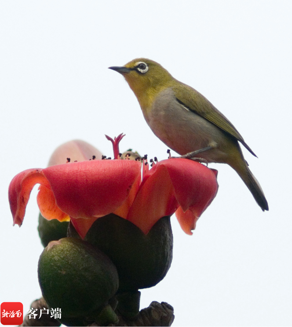 图为暗绿绣眼鸟.卢刚 摄