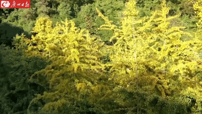 帽子峰林场作为韶关秋季的网红打卡点，遍地金黄的盛景你一定不能错过。