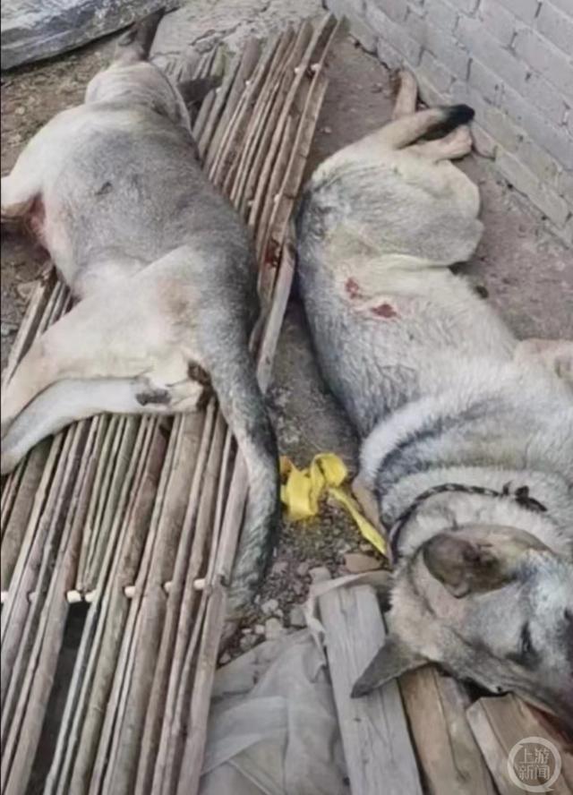 被击毙的"狼青".图片来源/受访者供图