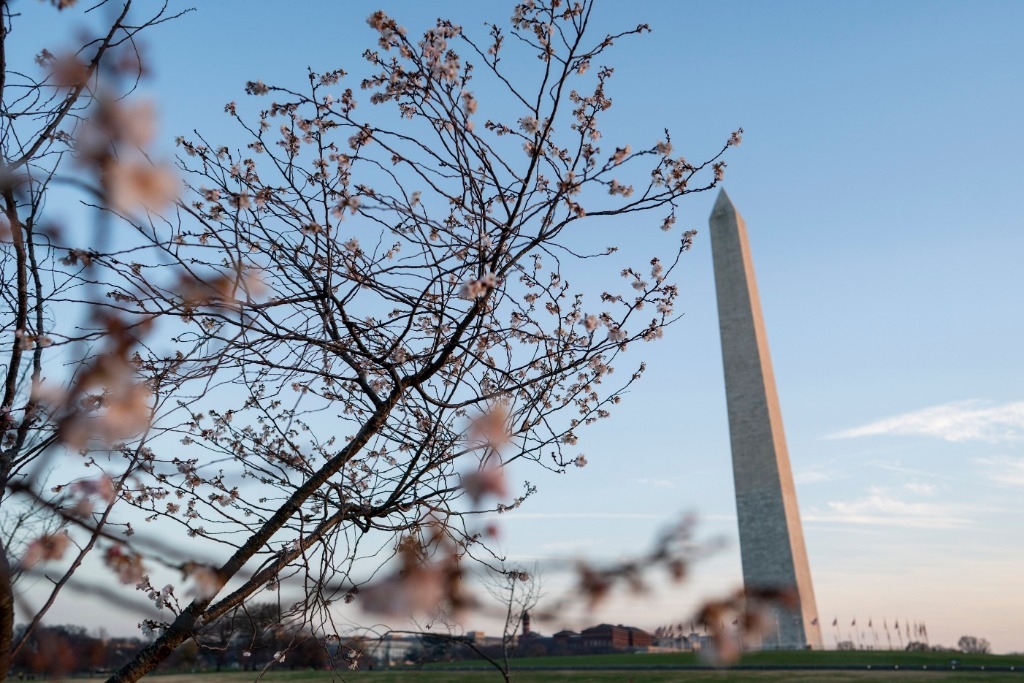 2020年12月10日,美国华盛顿国家广场上部分樱花树开花.