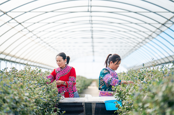 　　正在佳沃(蒙自)蓝莓基地工作的农人