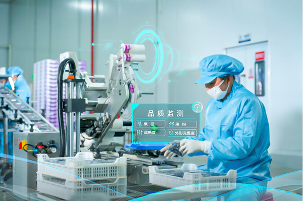 　　佳沃(蒙自)蓝莓加工厂工人正在分选蓝莓