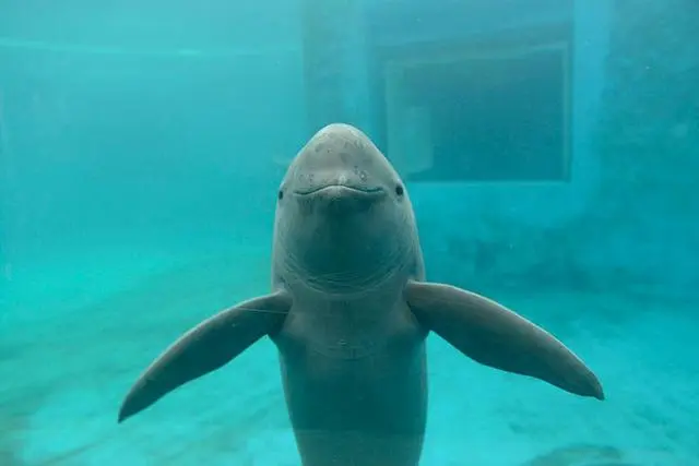 　　长江江豚资料图。中科院水生所供图