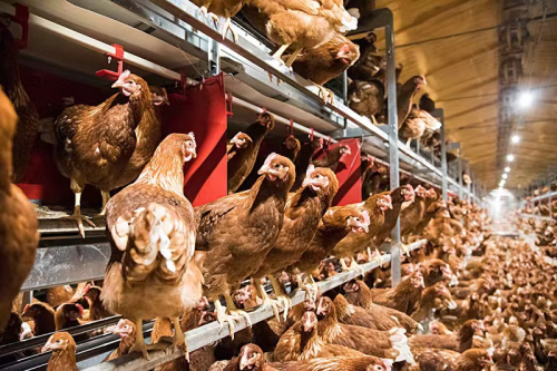 　　规模化非笼养蛋鸡养殖环境(本图由谷瑞公司授权使用)