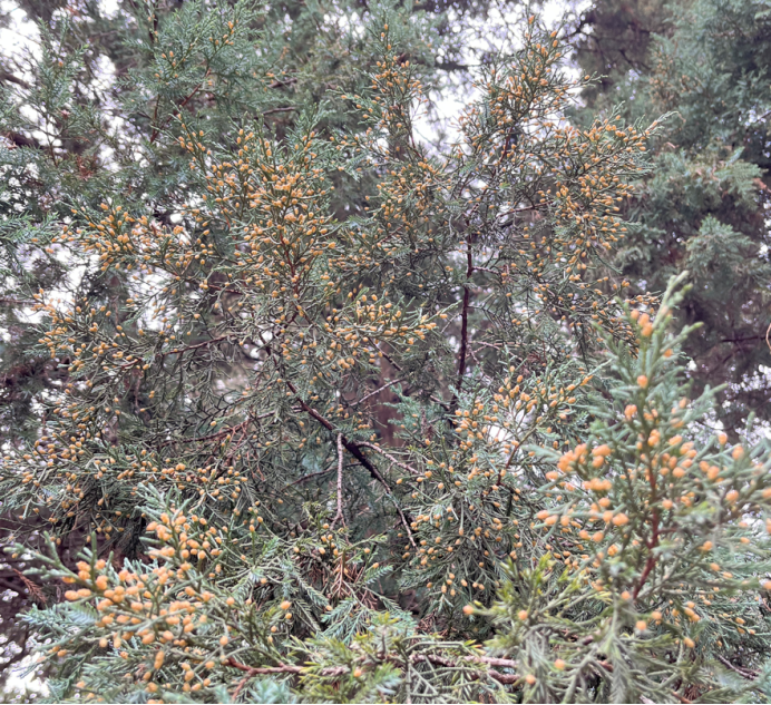 ↑柏科植物花序