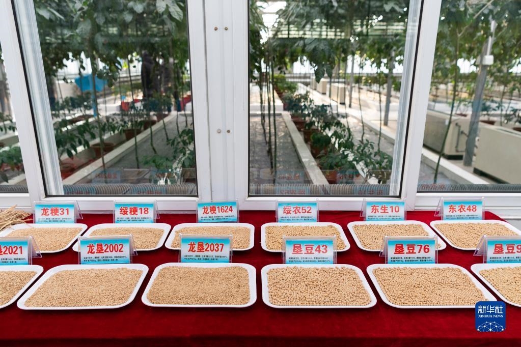 这是黑龙江省富锦市北大荒建三江国家农业科技园区内展示的水稻和大豆品种（1月9日摄）。新华社记者 谢剑飞 摄