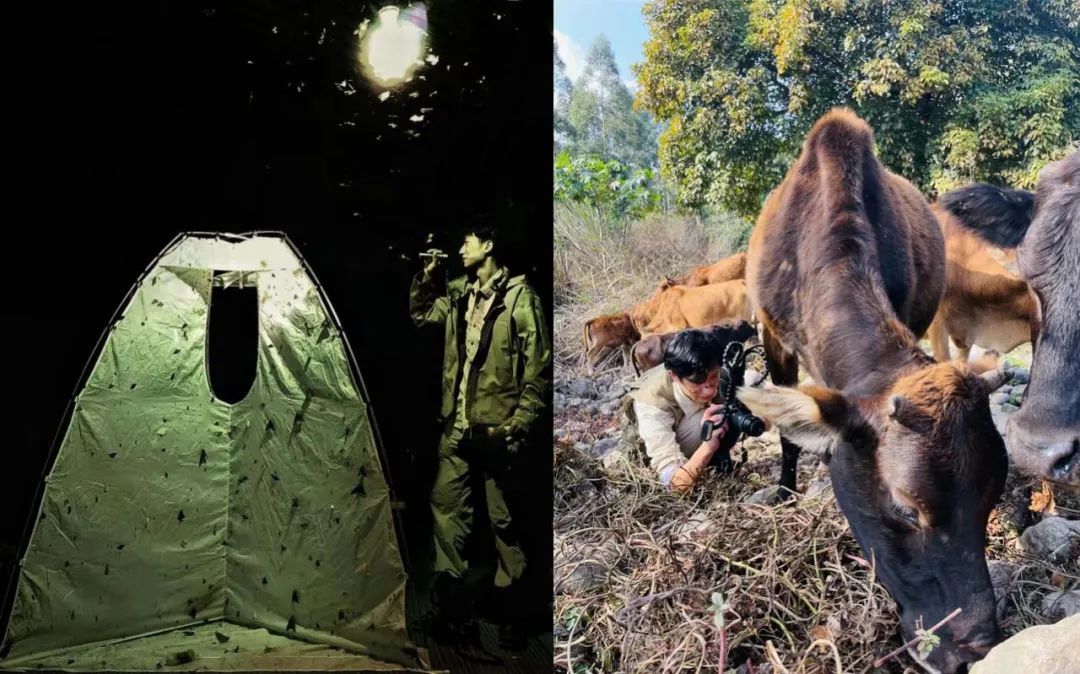 郭亮发现并命名了郭亮网翅蝉,郭亮珠步甲,郭亮囊蝠