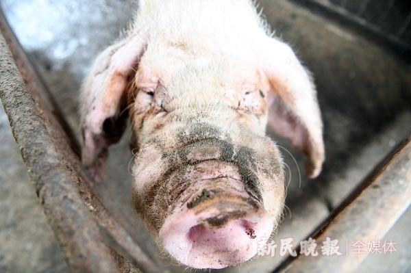 上海白猪(上海白猪的经济类型)