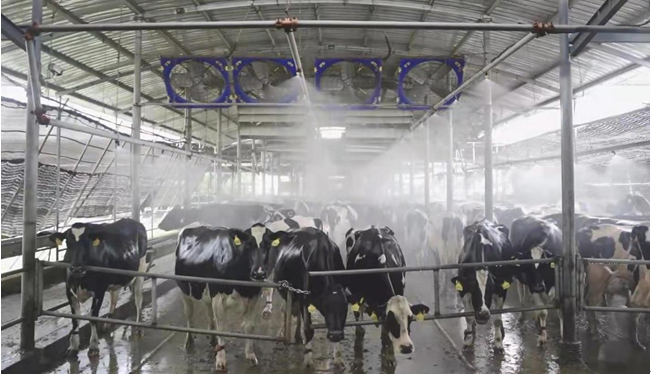 　　图注：光明乳业金山牧场在夏季通过喷淋头喷水给牛只降温，确保牛只健康高产