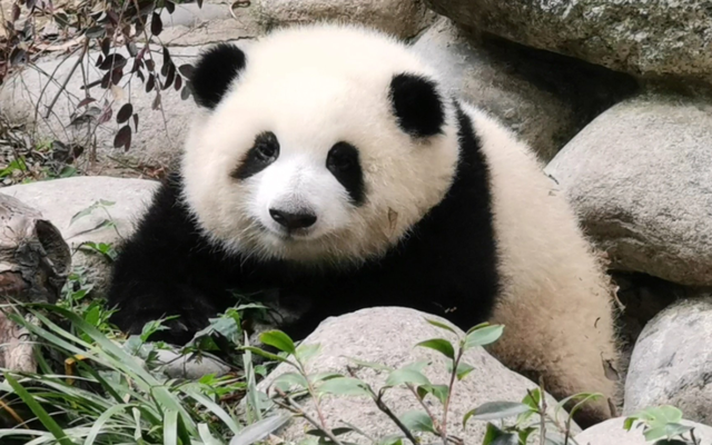 ����Դ������APP��