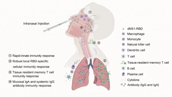 　　图源于发表在Science Bulletin上的鼻喷流感病毒载体新冠疫苗的研究