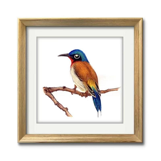 　　颜康平通草画/叉尾太阳鸟