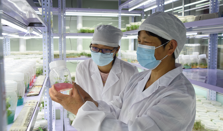 天下中国百余种极小种群野生植物获抢救性保护67留住大自然最脆弱的