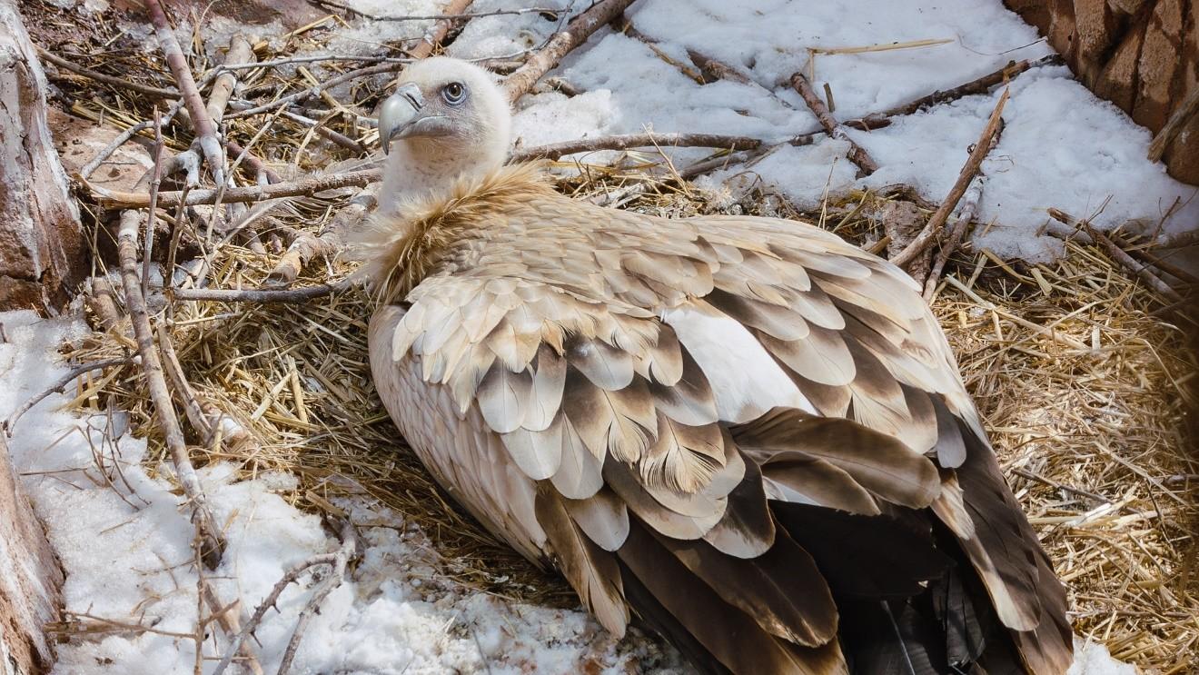 　　高山兀鹫属于大型猛禽，是国家二级重点保护野生动物，是为数不多能够飞越珠穆朗玛峰的鸟类之一。