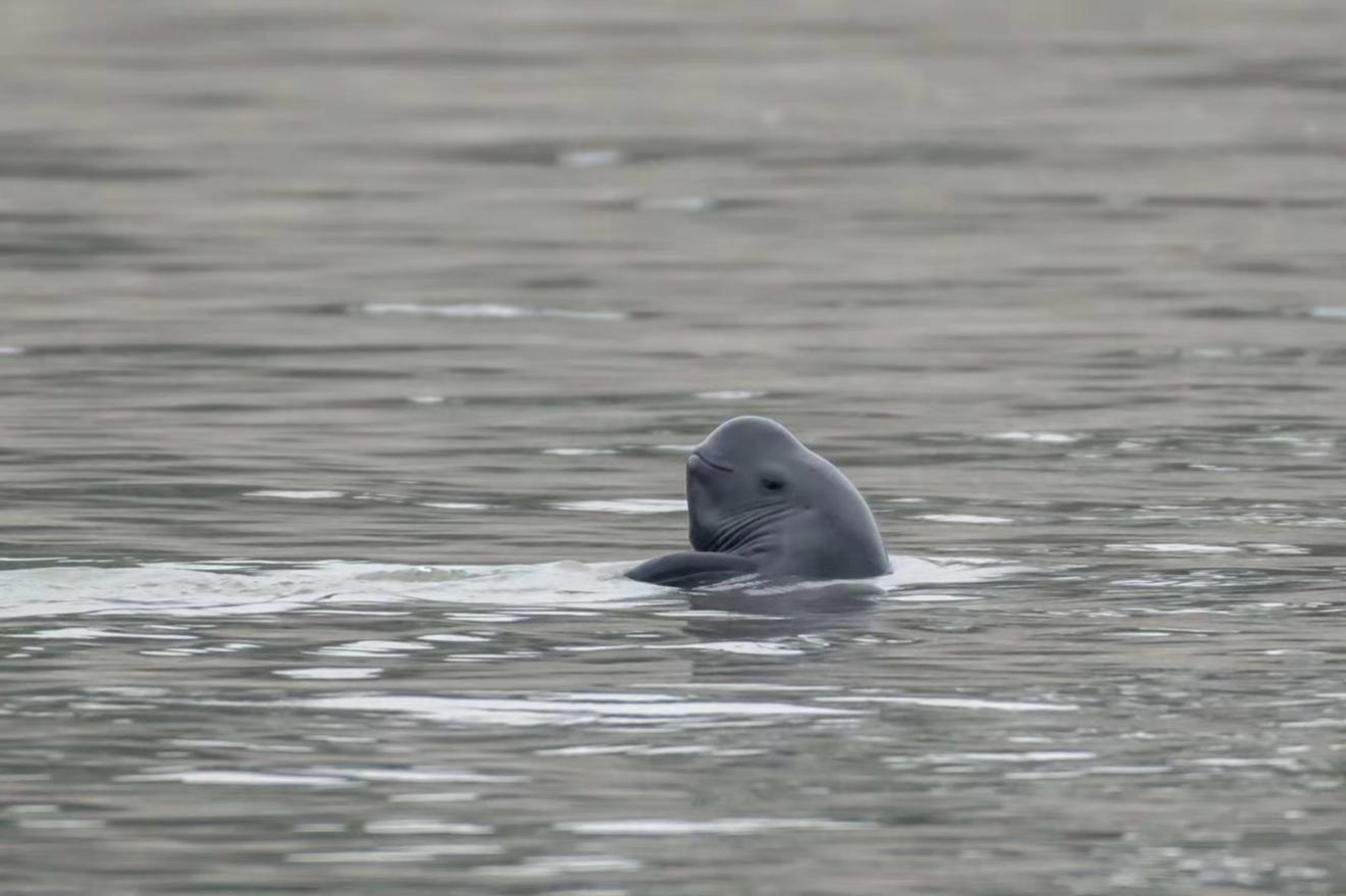 　　联想集团为天鹅洲江豚国家级保护区捐赠的智慧解决方案展现了生态保护在科学性与效率提升上的更多潜能