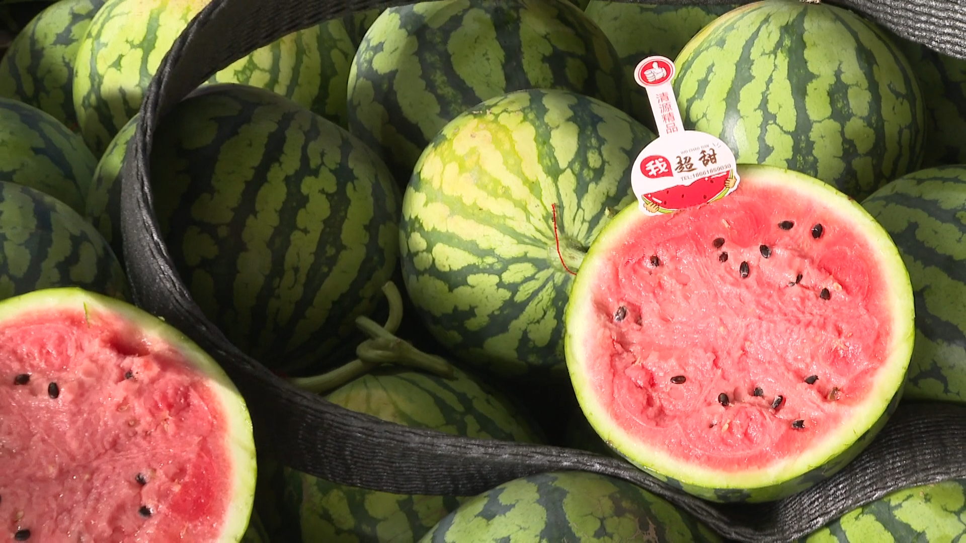 西瓜皮薄,糖度高,耐运输.记者 蔡亲显 摄