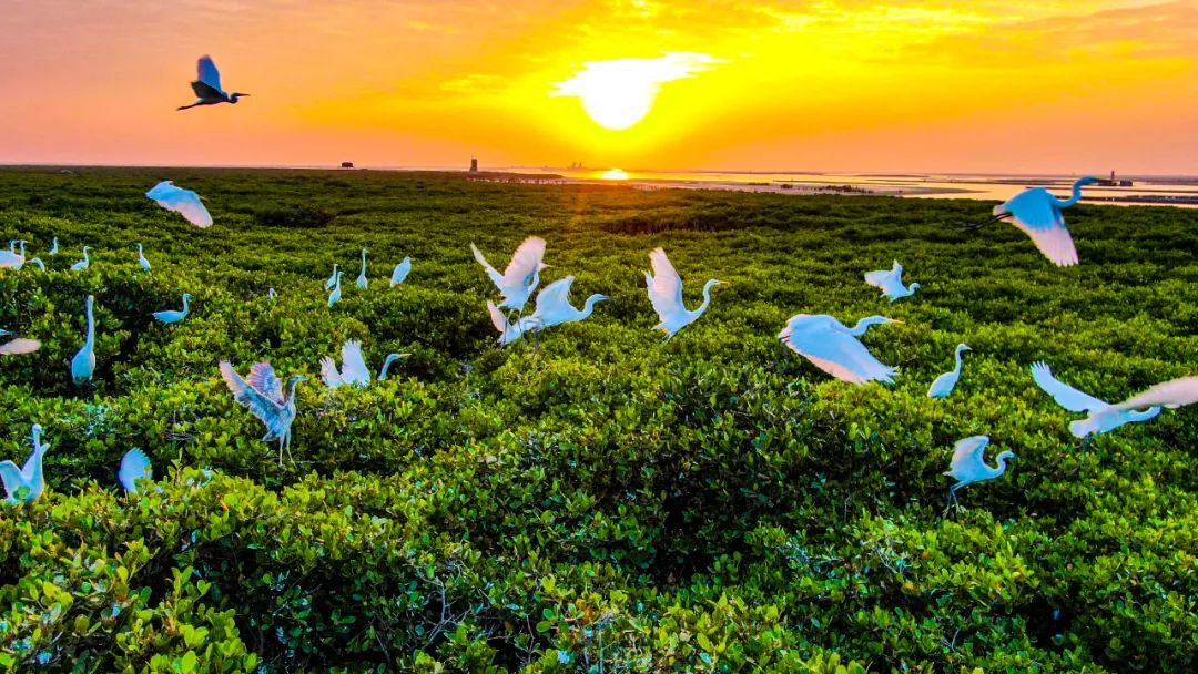 北海市合浦县廉州湾红树林&nbsp;&nbsp;林启波 摄