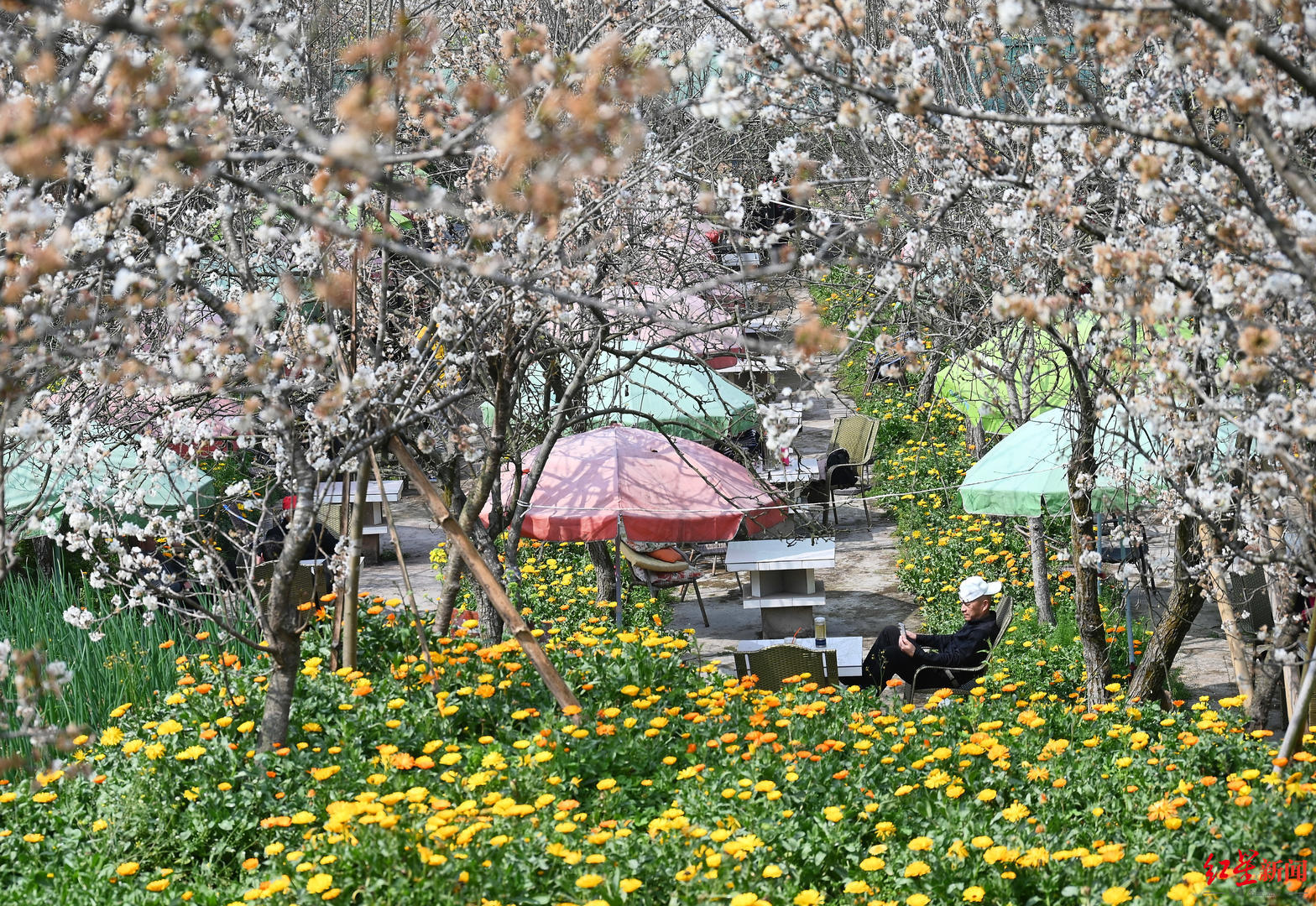 ▲新津梨花溪，游客在花间休息喝茶