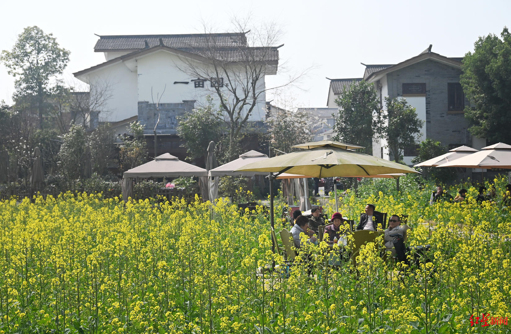 ▲游客在油菜花丛中休息喝茶