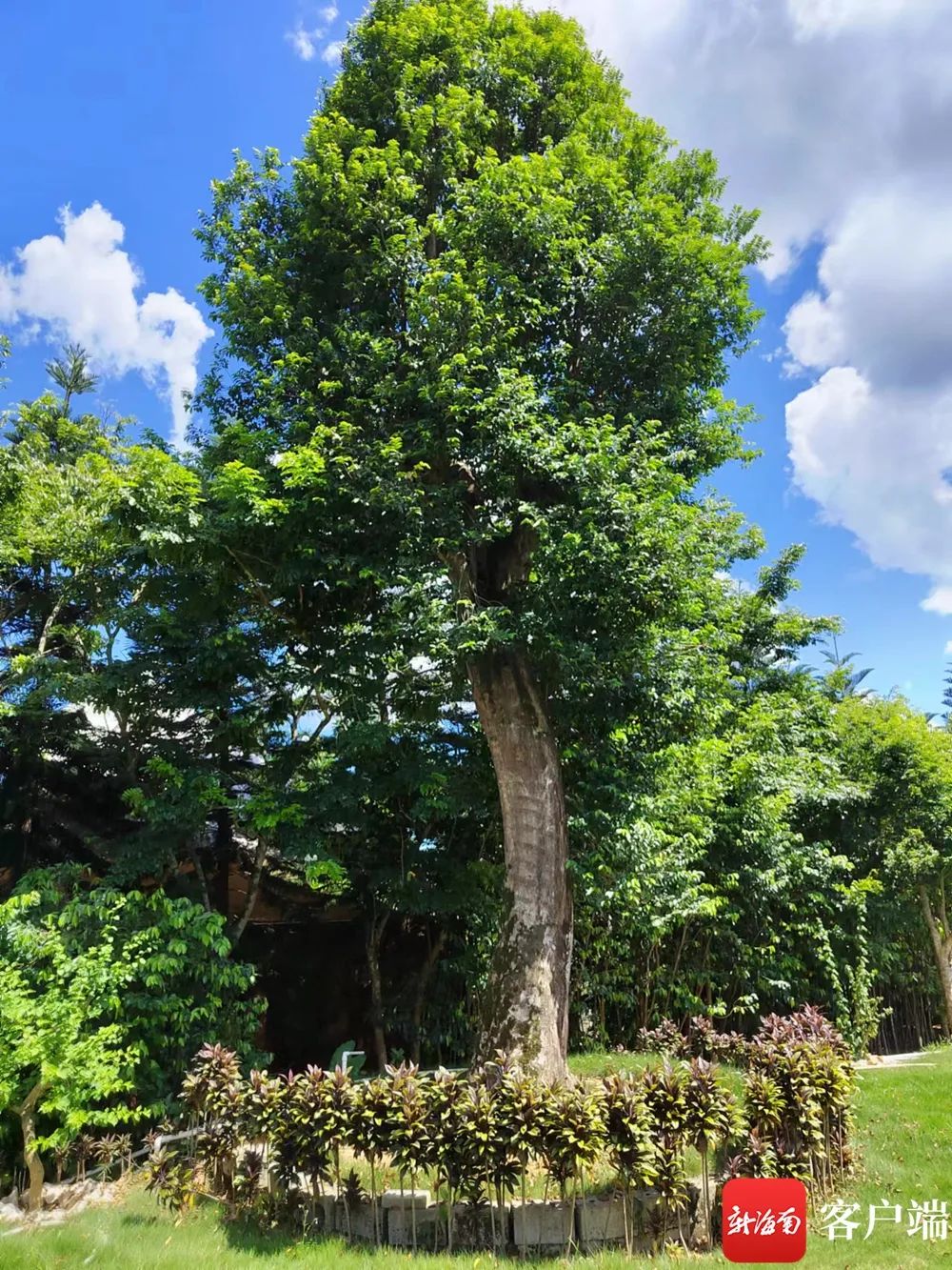 资料图:海南土沉香.