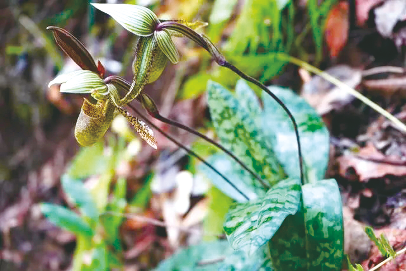 云南福贡发现濒危植物彩云兜兰野生居群|云南省_新浪财经_新浪网