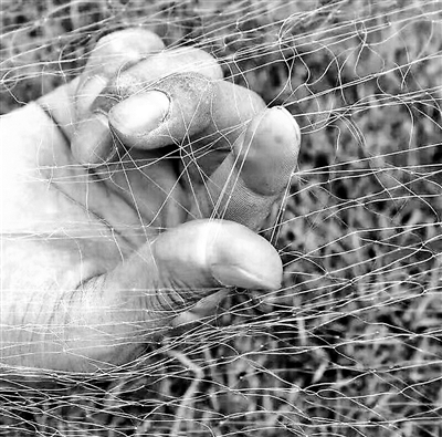 网上售卖"粘鸟网"