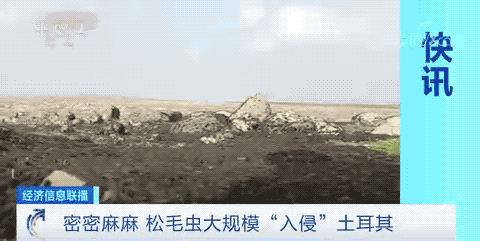 地震后松毛虫大规模入侵土耳其,数以百万计爬满庄稼地
