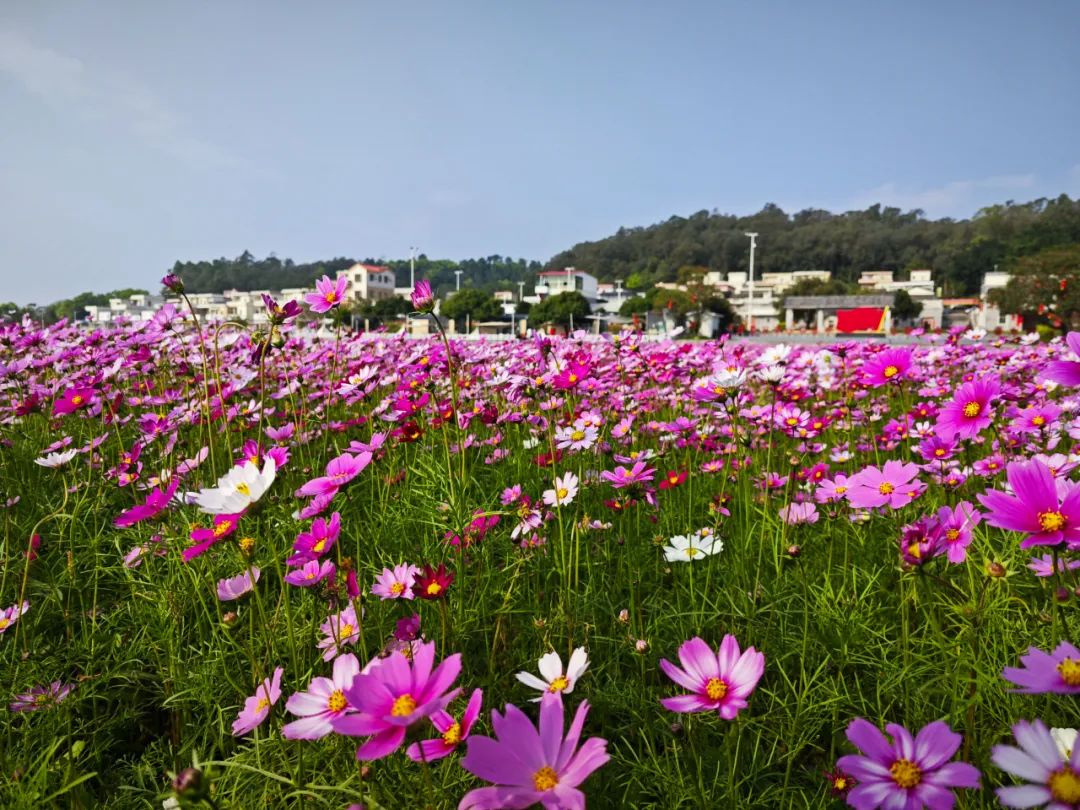 江门花海美如画快来打卡限定版春日美景