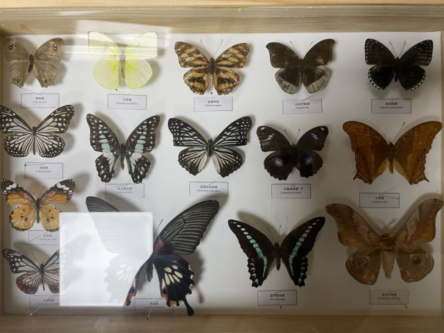 　　“虫林野趣”工作室收藏的昆虫标本。新华社记者 吴剑锋 摄