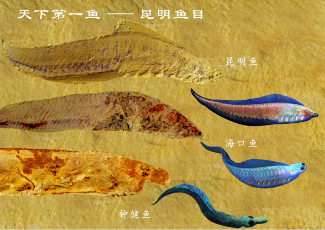 "天下第一鱼"昆明鱼目的化石及复原图