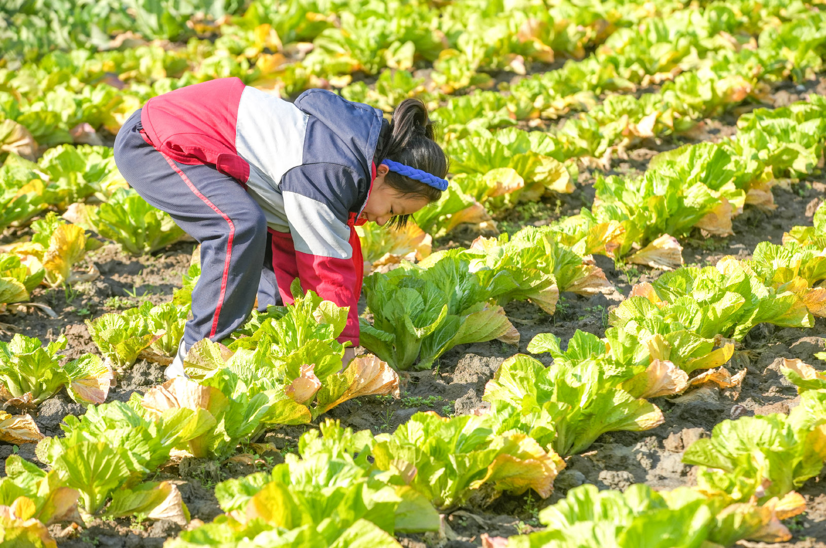浙江省湖州市徐家庄中心小学学生正在采摘蔬菜.资料图片
