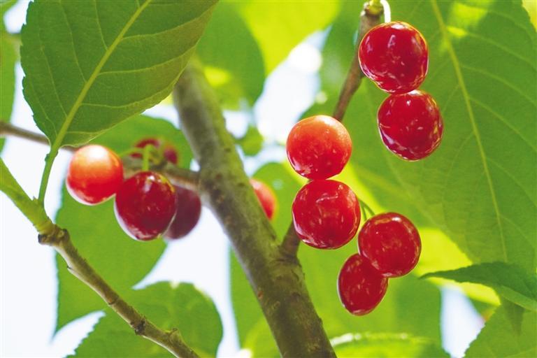 发耳玛瑙红樱桃.(资料图片)贵州日报天眼新闻记者 聂建云 摄