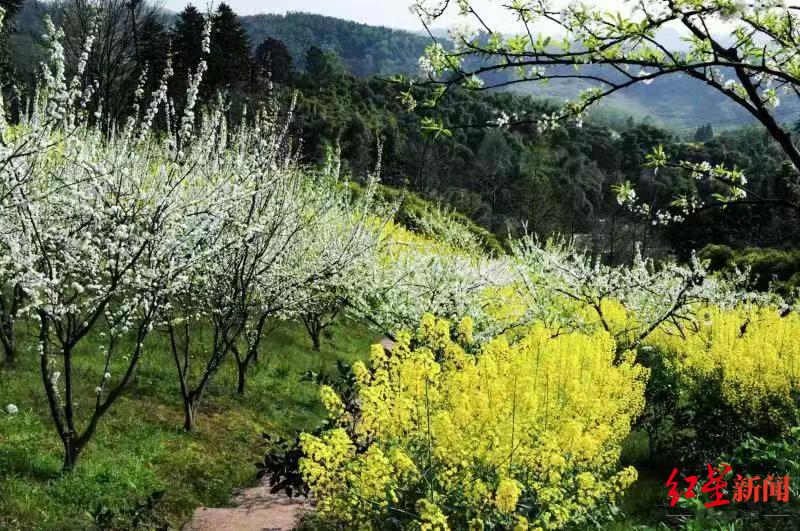 成都邛崃临济“李花节”即将开幕，这些亮点提前“剧透”|成都市_新浪科技_新浪网