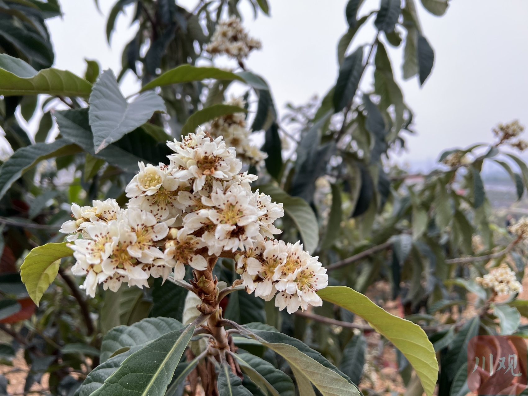 3月7日,成都天府新区新兴街道盛华村,一片枇杷园里花开正盛,王永清站