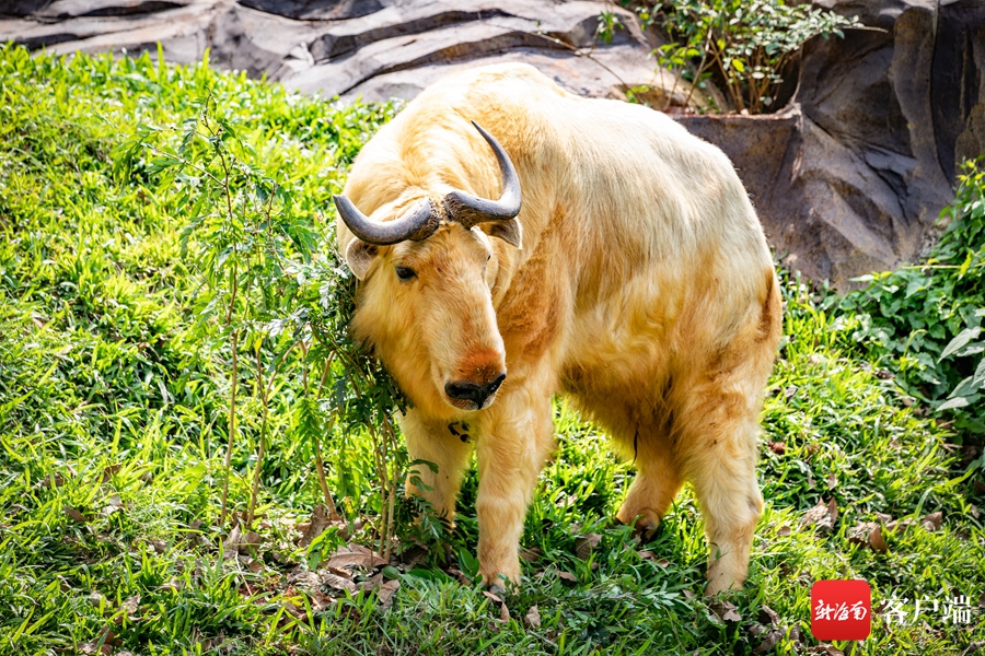 金毛羚牛.封烁 摄