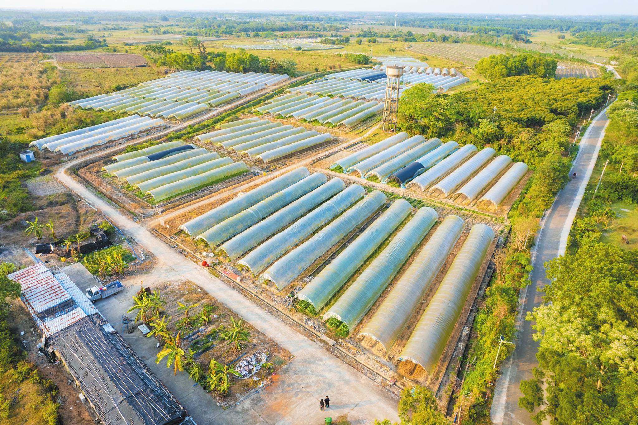 航拍视角下的金堆村常年蔬菜种植基地.海口日报记者陈长宇摄