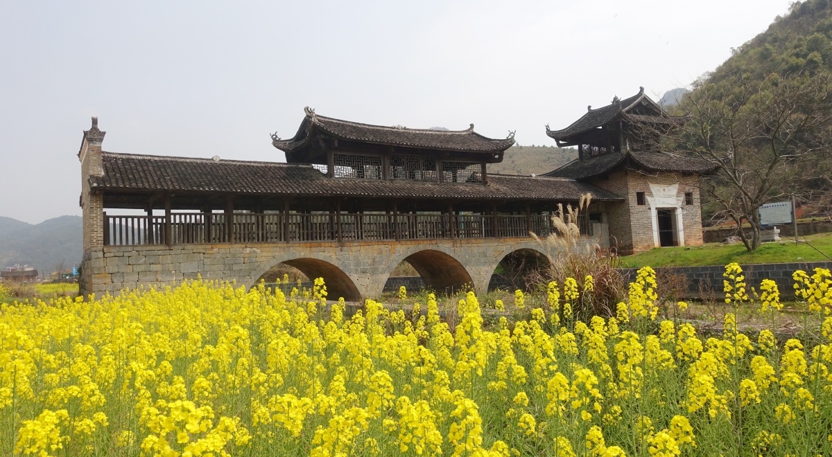 3月7日,富川瑶族自治县乡村田野油菜花进入盛开期,构成一幅早春田园
