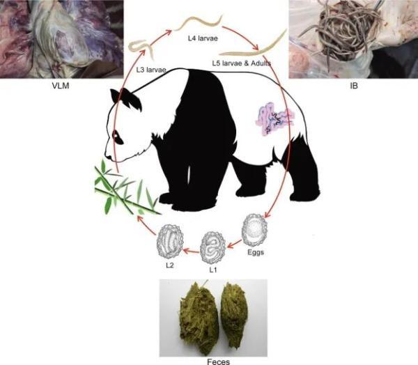 七七紧急送医后续竹子竟与大熊猫相爱相杀