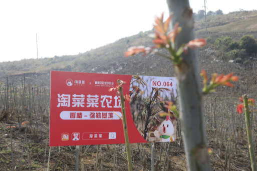 （淘菜菜香椿-弥勒基地）