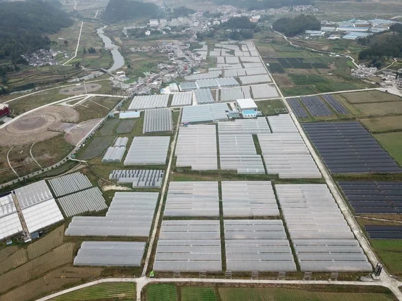 豌豆尖种植基地。图片来源贵州银行