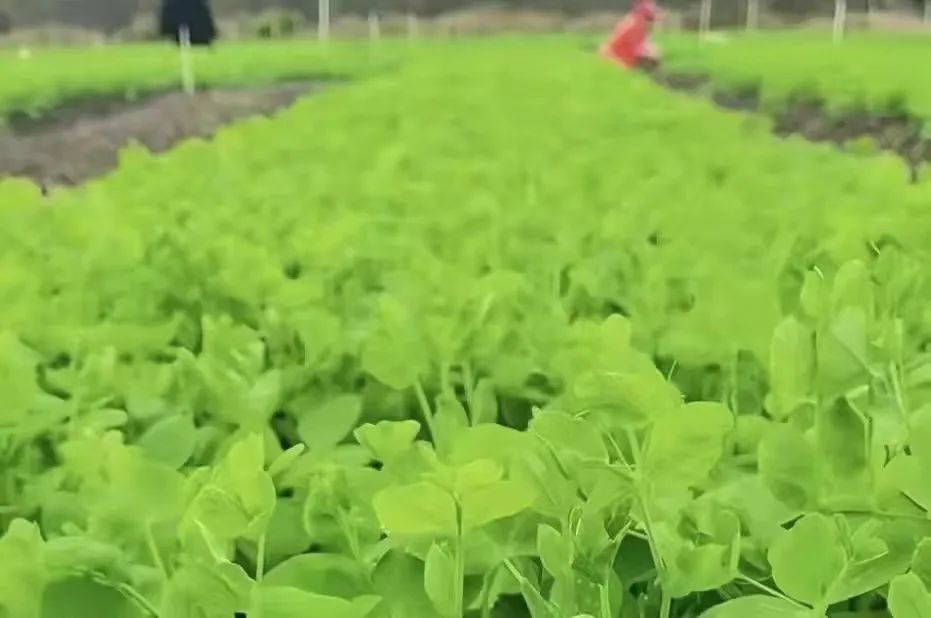 种植基地生长的豌豆尖。图片来源贵州银行