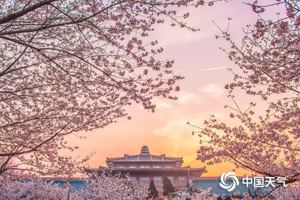2018年3月21日,武汉大学行政楼前的粉色樱花美轮美奂.