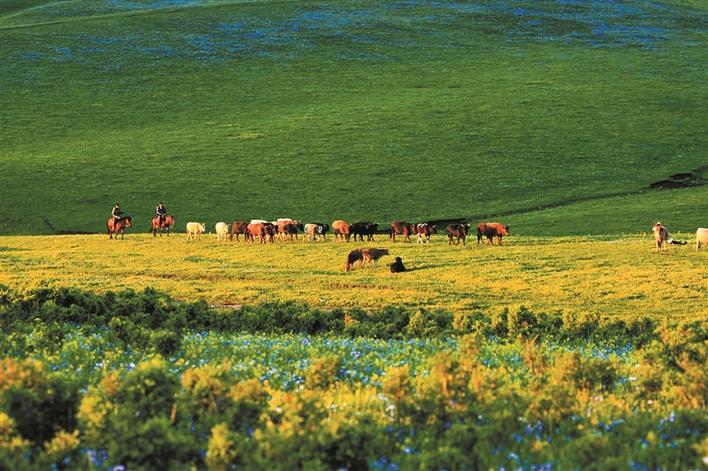 图为春天的九师一六五团巴依木扎草原生机勃勃,鲜花盛开,风景如画